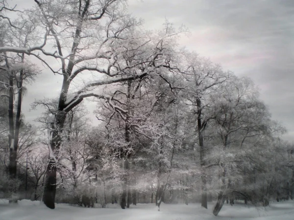 Nevasca na floresta de inverno — Fotografia de Stock