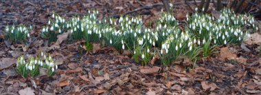 Erken Bahar Çiçekleri
