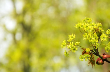 çiçekli Akça ağaç