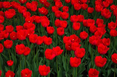 Baharda kırmızı laleler