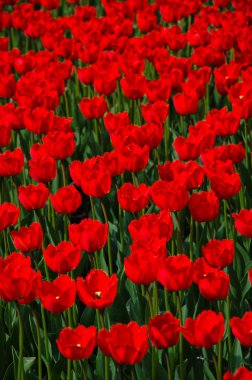 Baharda kırmızı laleler