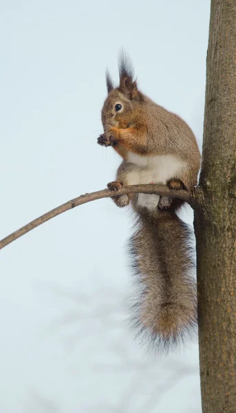 Small furry animal — Stock Photo, Image