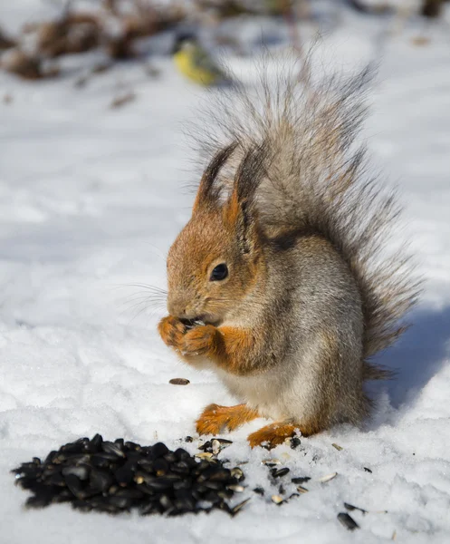 Squirrel in the snow — Stock Photo, Image