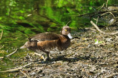 Tepeli ördek (kadın)