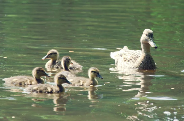 Anne ördek bir damızlık ile