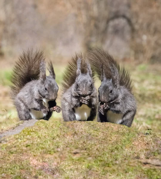 Three black squirrel — Stock Photo, Image