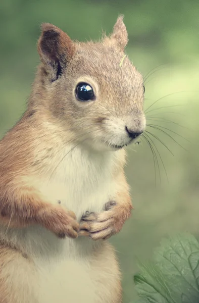 Tinted portrait of squirrel — Stock Photo, Image