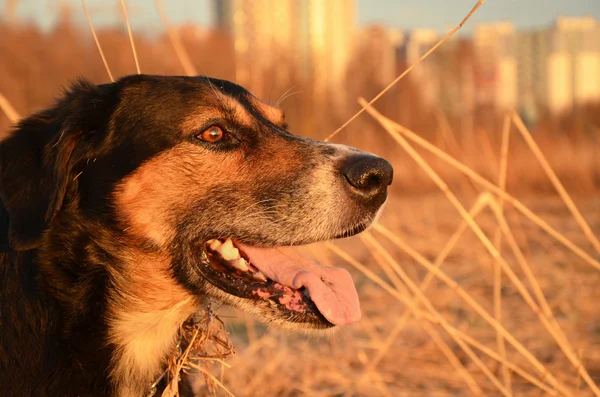 Охотничья собака в солнечном свете — стоковое фото
