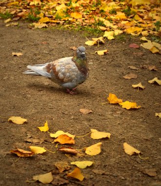 sonbaharda güvercin
