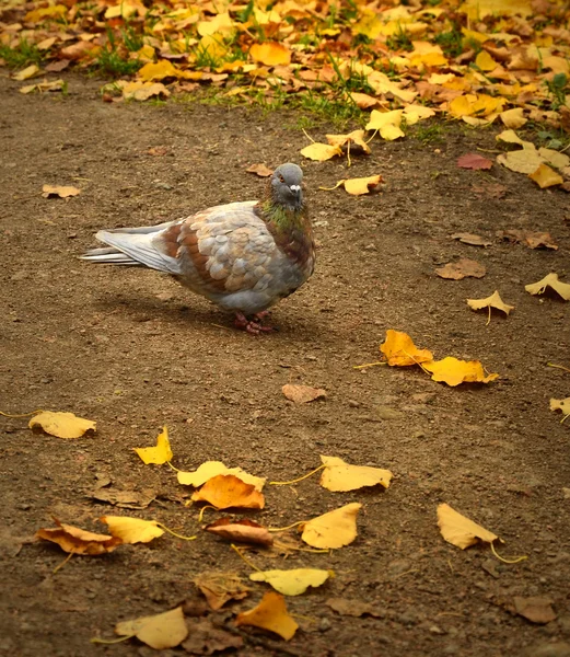 Taube im Herbst — Stockfoto