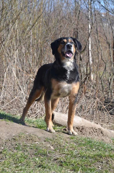 Hunting dog in forest — Stock Photo, Image