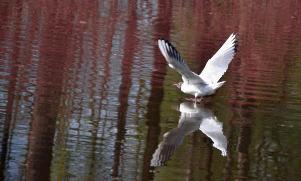 白色的海鸥在水 — 图库照片