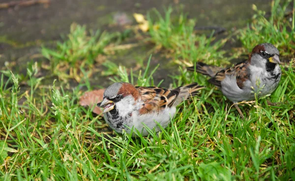 Zwei Sperlinge im Gras — Stockfoto