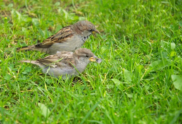 Zwei Sperlinge im Gras — Stockfoto