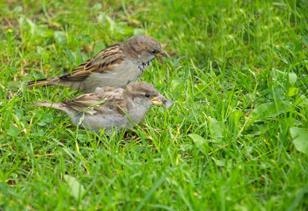 Two Sparrows In A Grass In Summer Two Sparrows In Grass Stockfoto 169 Tntk 90536516