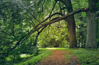 kırık Ağaç Parkı