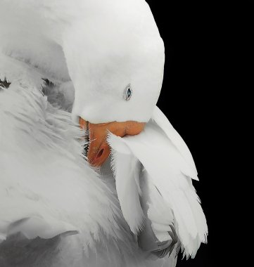 siyah arka plan üzerinde kaz