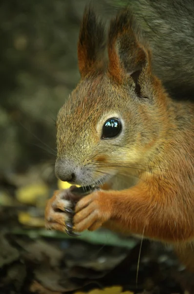 Portrait of  squirrel — Stock Photo, Image