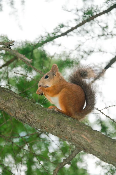 Red squirrel on branch — Stock Photo, Image