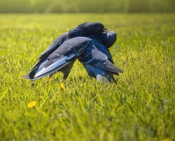 Bröllop av duva — Stockfoto