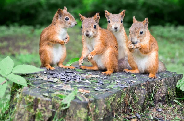 Family of rodents — Stock Photo, Image