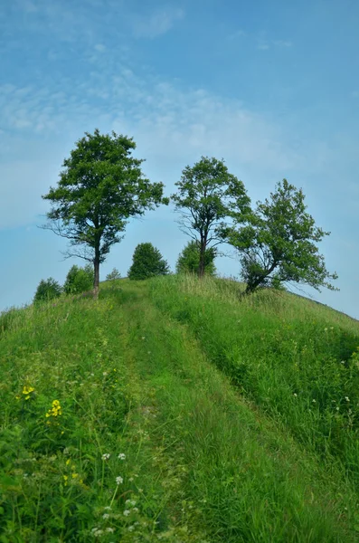Hill och träd — Stockfoto