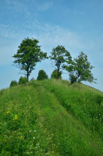 Collina e albero — Foto Stock