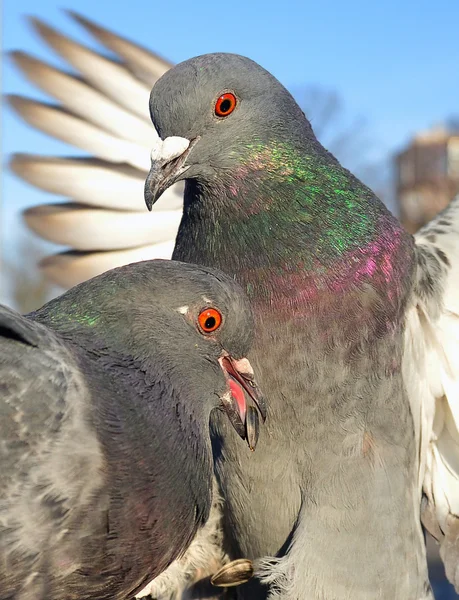 Fütterung der Vögel — Stockfoto