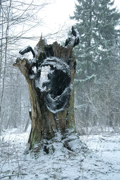 Vecchio albero cavo nel bosco — Foto Stock