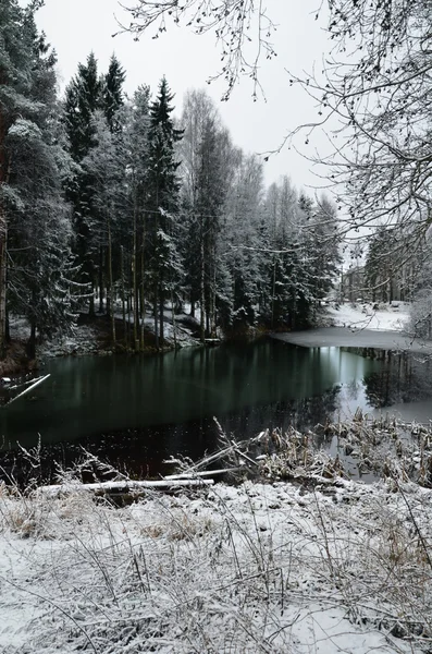 Na floresta fria do inverno — Fotografia de Stock