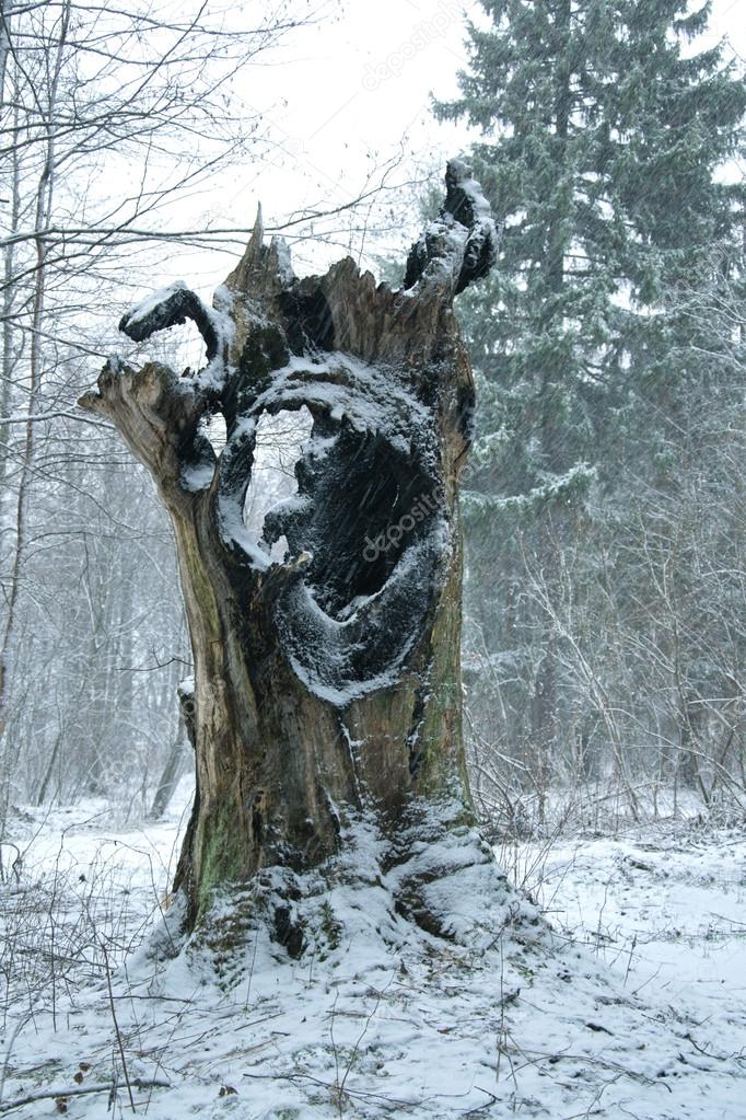 old hollow tree in woods