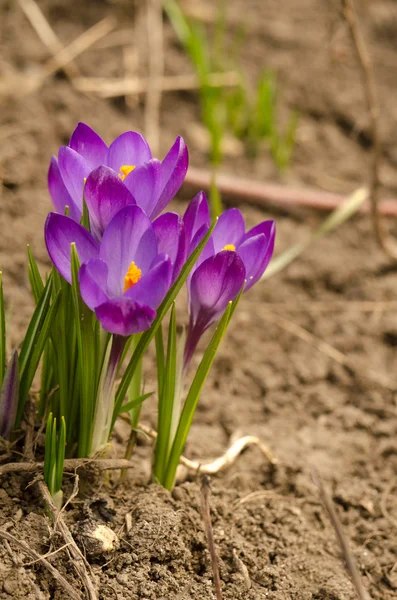çiğdemler yerdeki kahverengi arka planda