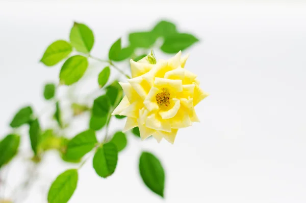Beyaz arkaplanda sarı gül