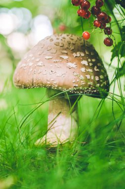 yeşil arka plan üzerinde sinek agaric mantar
