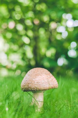 yeşil arka plan üzerinde sinek agaric mantar