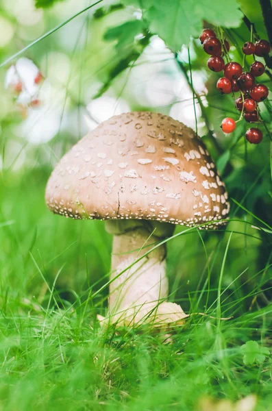 Fly agaric mushroom on green background — Stock Photo, Image