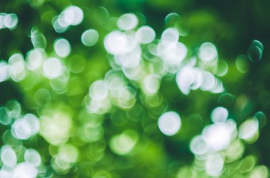 yeşil arka plan bulanık bokeh