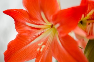 beyaz zemin üzerine kırmızı pembe Glayöl