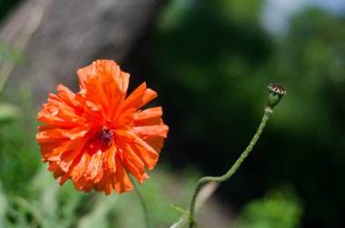 yeşil bir arka plan dekoratif turuncu kırmızı poppy