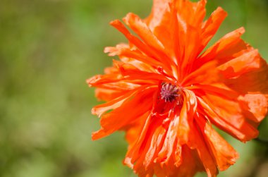 yeşil bir arka plan dekoratif turuncu kırmızı poppy