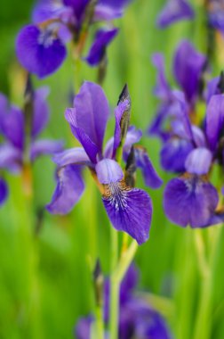 Yeşil arka planda mavi göz