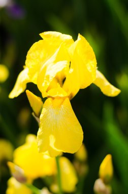 Yeşil arka planda mavi göz