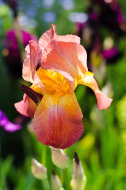 Yeşil arka planda mavi göz