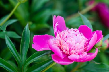 Yeşil arka planda mavi göz