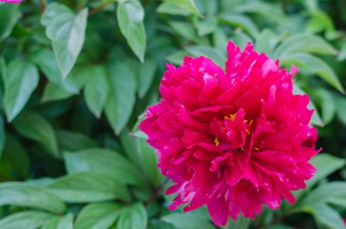 Yeşil arka planda mavi göz