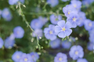 Yeşil arka planda mavi göz