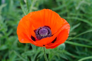 Yeşil bir arka plan üzerinde bir yaban arısı ile dekoratif kırmızı gelincik