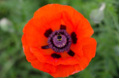 Yeşil bir arka plan üzerinde bir yaban arısı ile dekoratif kırmızı gelincik