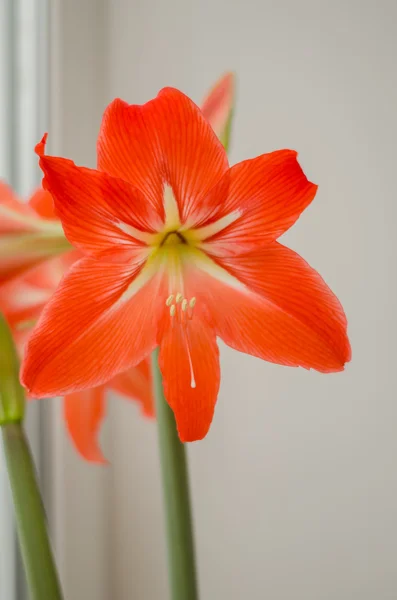 beyaz zemin üzerine kırmızı pembe Glayöl