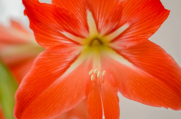 beyaz zemin üzerine kırmızı pembe Glayöl